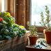 Winter Gardening