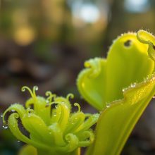 butterwort