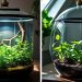 closed terrarium vs open terrarium