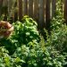 herb garden maintenance
