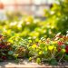 microgreens
