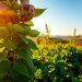 pruning tips