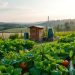 sustainable vegetable gardening