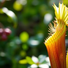 venus flytrap